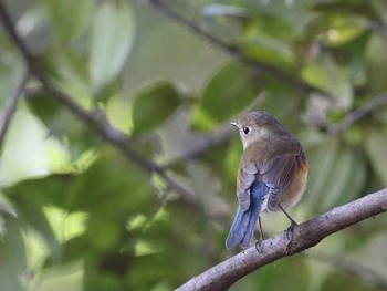 Red-flanked Bluetail Shinjuku Gyoen National Garden Unknown Date