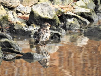 ツグミ 大室公園 2020年3月7日(土)