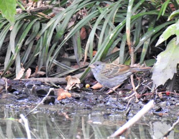 2020年3月7日(土) 大麻生野鳥の森公園の野鳥観察記録