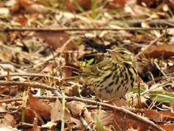 Olive-backed Pipit 庚申山総合公園 Sat, 3/7/2020