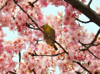 Warbling White-eye 庚申山総合公園 Sat, 3/7/2020