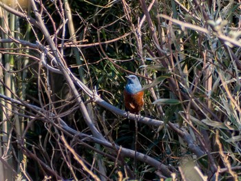 Blue Rock Thrush 白浜野島崎公園 Fri, 3/6/2020