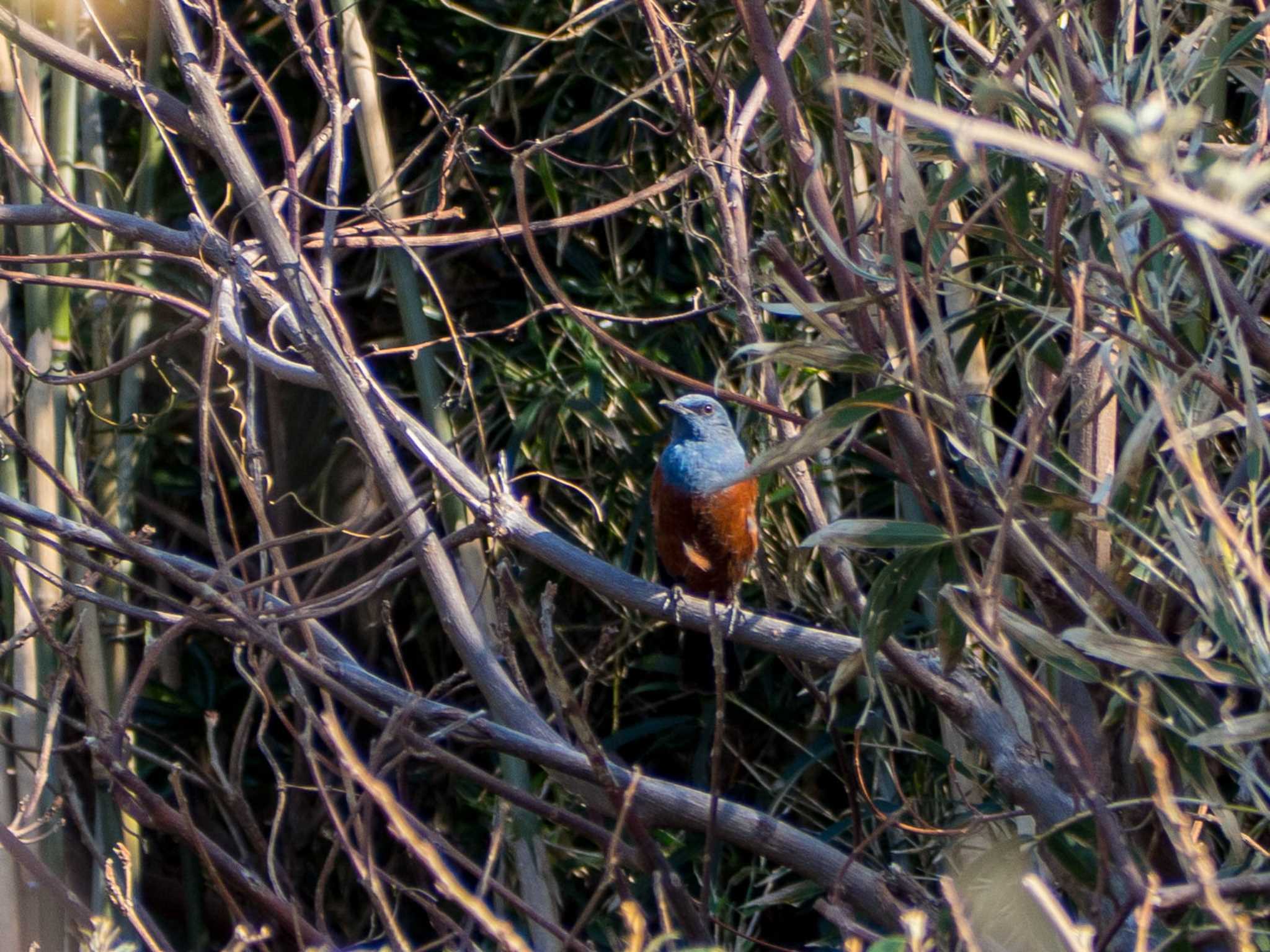 Photo of Blue Rock Thrush at 白浜野島崎公園 by Tosh@Bird