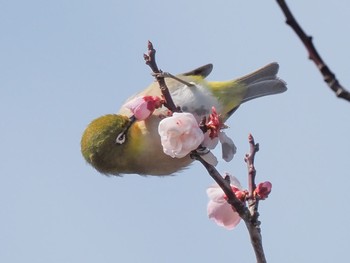 メジロ 西宮市甲東梅林 2020年3月7日(土)