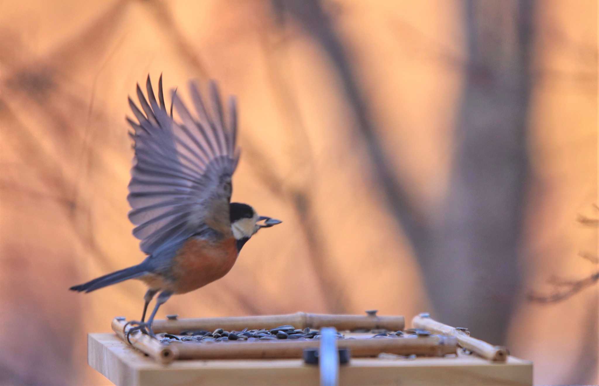 Photo of Varied Tit at Yamanakako Lake by Awesome hut