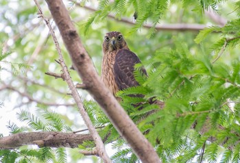 オオタカ 水元公園 2019年8月14日(水)