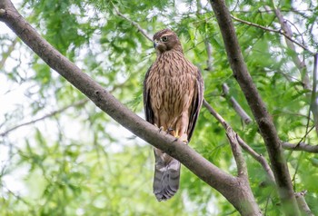 Eurasian Goshawk Mizumoto Park Wed, 8/14/2019