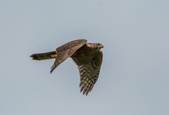 Eurasian Goshawk Mizumoto Park Wed, 8/14/2019