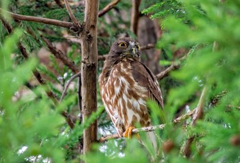 Northern Boobook 栃木県佐野市 Sat, 7/13/2019