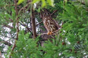 アオバズク 栃木県佐野市 2019年7月13日(土)