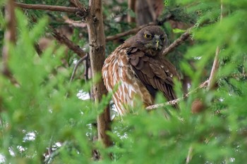 アオバズク 栃木県佐野市 2019年7月13日(土)