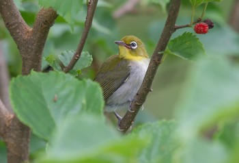 Warbling White-eye Unknown Spots Tue, 7/2/2019