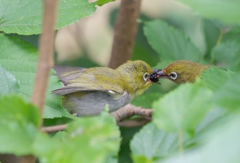 Warbling White-eye Unknown Spots Tue, 7/2/2019