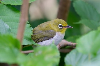 Warbling White-eye 野川公園 Tue, 7/2/2019