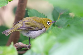 Warbling White-eye 野川公園 Tue, 7/2/2019