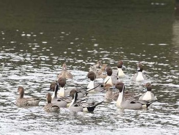 Northern Pintail Shinjuku Gyoen National Garden Sun, 2/14/2016