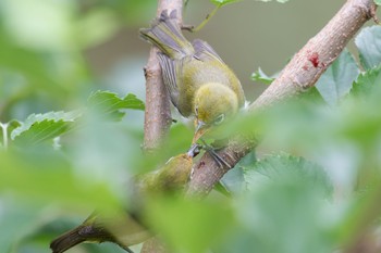 Warbling White-eye 野川公園 Tue, 7/2/2019