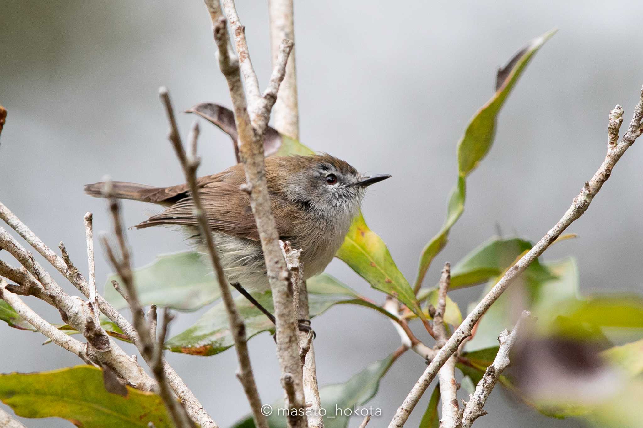 Photo of Brown Gerygone at O'Reilly's Rainforest Retreat by Trio