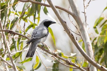 オーストラリアオニサンショウクイ Eagleby Wetlands 2019年12月27日(金)