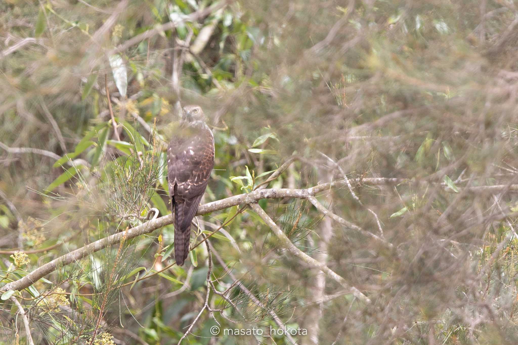 Photo of Brown Goshawk at Eagleby Wetlands by Trio