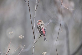 2020年2月23日(日) 埼玉県民の森の野鳥観察記録