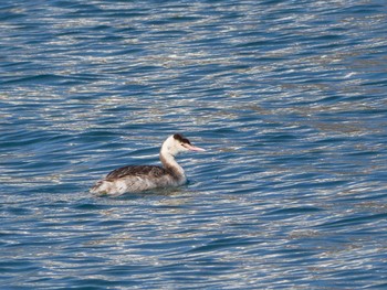 Great Crested Grebe 白浜野島崎公園 Fri, 3/6/2020