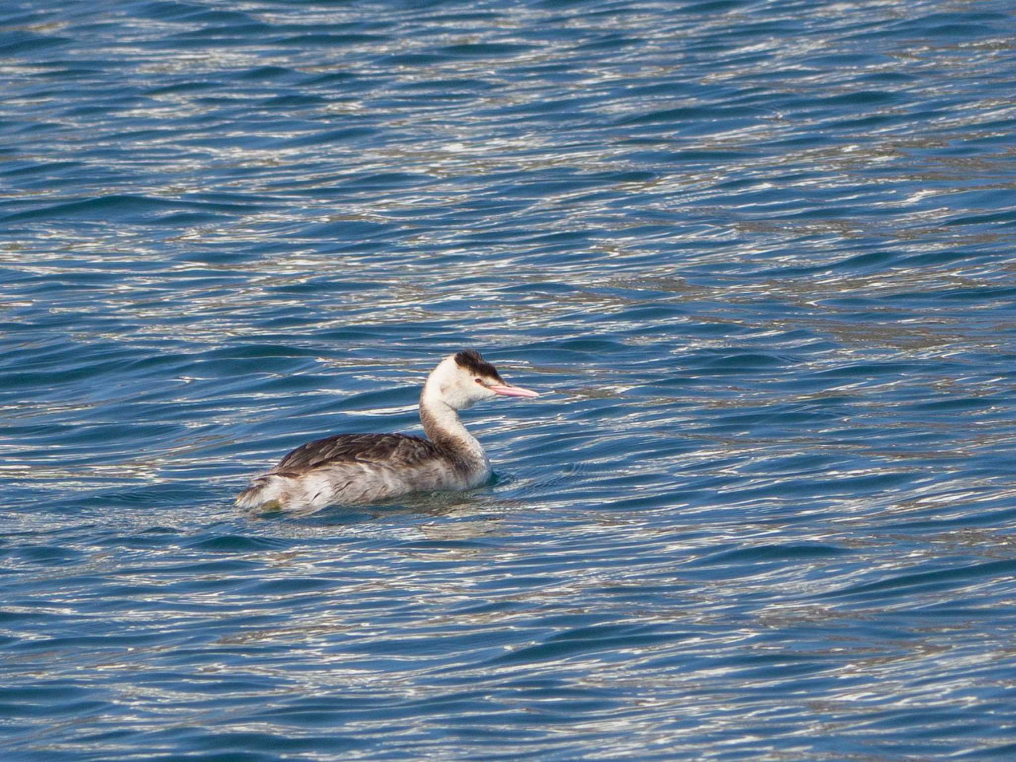 Photo of Great Crested Grebe at 白浜野島崎公園 by Tosh@Bird