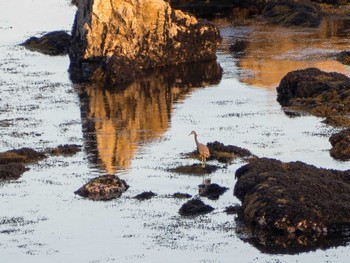 Pacific Reef Heron 千葉県鴨川市 Fri, 3/6/2020