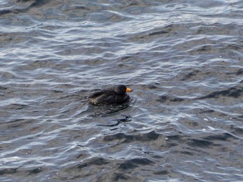 Black Scoter 千葉県鴨川市 Sat, 3/7/2020