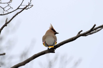 2020年3月7日(土) 大阪城公園の野鳥観察記録