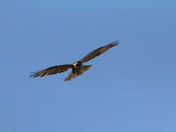 Eastern Buzzard Shinjuku Gyoen National Garden Sun, 2/14/2016