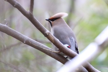 Bohemian Waxwing 羽村堰(下流) Sat, 3/7/2020