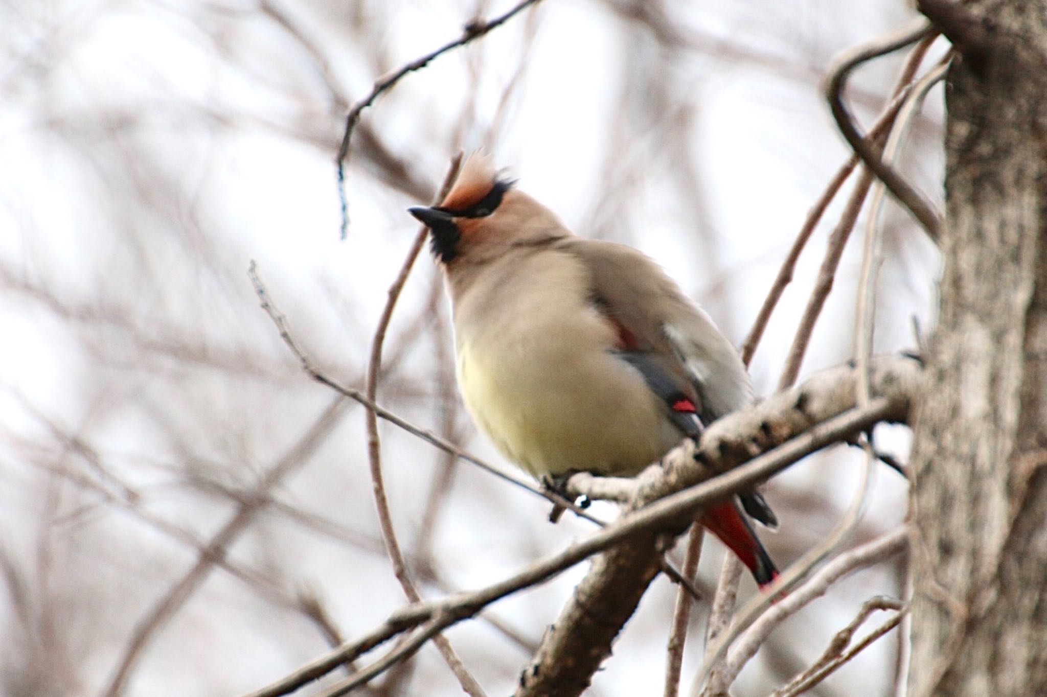 Japanese Waxwing