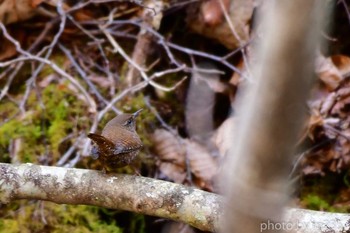 Eurasian Wren 徳和渓谷 Sat, 3/7/2020