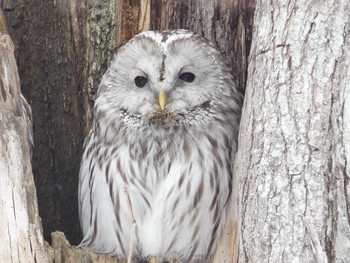 2020年3月8日(日) 北大研究林(北海道大学苫小牧研究林)の野鳥観察記録