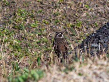 Dusky Thrush 白浜野島崎公園 Fri, 3/6/2020