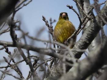 Grey-capped Greenfinch 倉敷市藤戸町 Sun, 3/8/2020