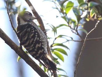 Japanese Pygmy Woodpecker Shinjuku Gyoen National Garden Sun, 2/14/2016