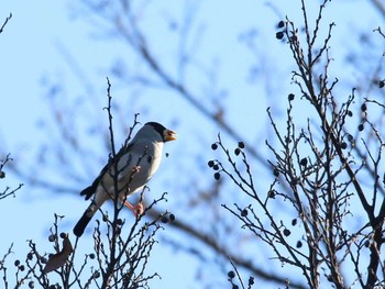 Japanese Grosbeak Shinjuku Gyoen National Garden Unknown Date