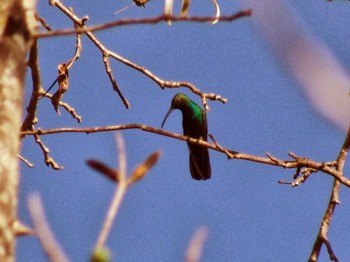 Green-breasted Mango