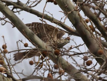 Eurasian Goshawk Shinjuku Gyoen National Garden Sat, 2/13/2016