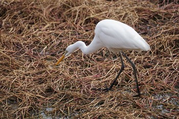2020年3月3日(火) 昆陽池公園の野鳥観察記録