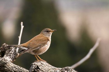 Pale Thrush 新潟市 Sun, 3/8/2020