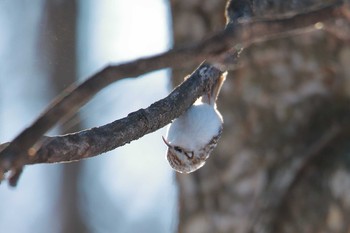 2020年1月17日(金) 北海道帯広市の野鳥観察記録