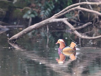 Mandarin Duck Shinjuku Gyoen National Garden Unknown Date