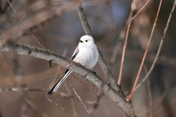 2020年3月7日(土) 北海道帯広市の野鳥観察記録