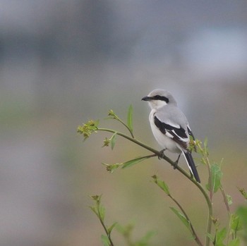 Chinese Grey Shrike 埼玉県 Sun, 3/8/2020