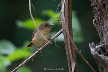 Atherton Scrubwren