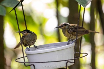 Macleay's Honeyeater