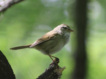 Japanese Bush Warbler Tama Cemetery Unknown Date